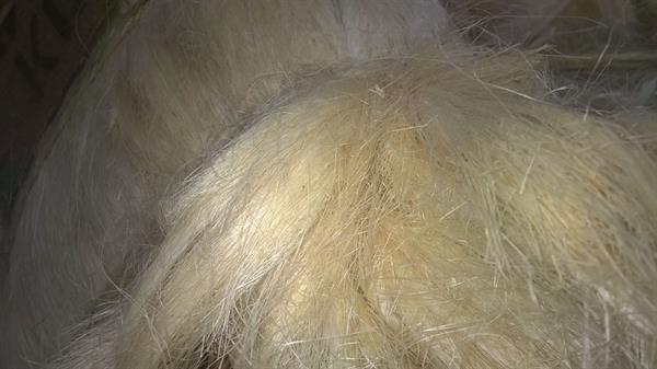 Sisal fibre